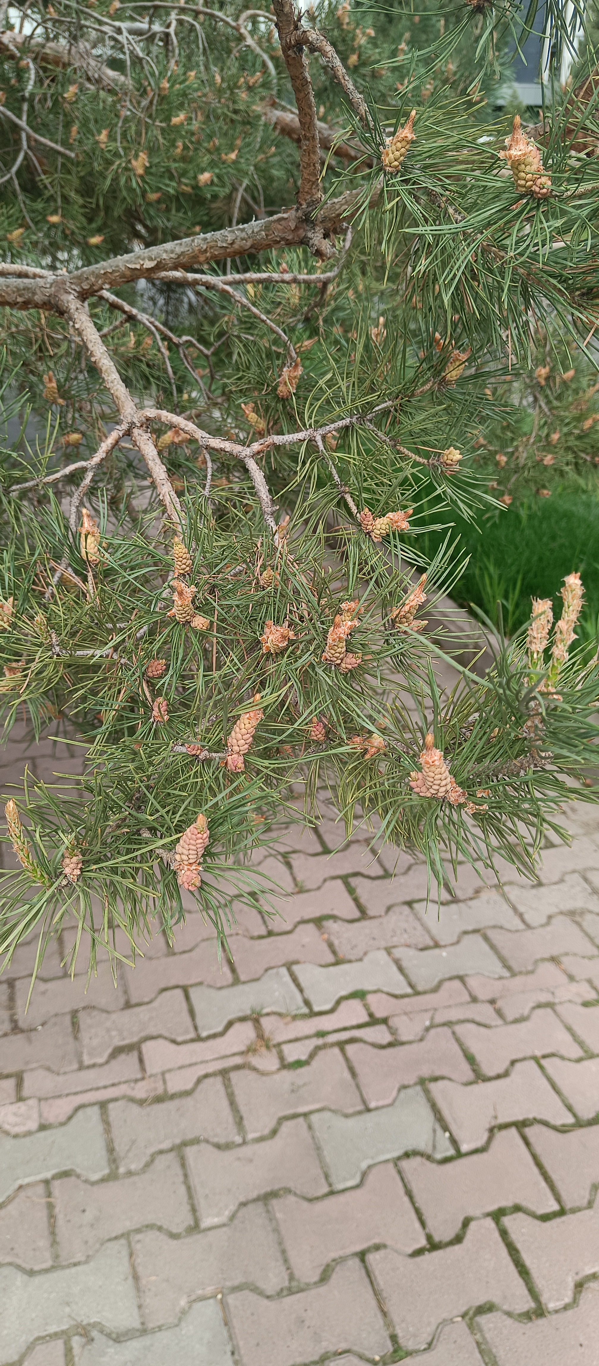 https://forumstatic.ru//uploads/001c/76/31/3/946958.jpg