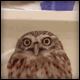 https://forumstatic.ru/files/0013/d9/08/75706.gif
