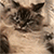 https://forumstatic.ru/files/001a/b1/34/71808.gif