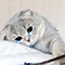 https://forumstatic.ru/files/001b/73/d1/42655.png