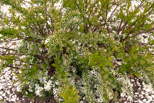 ����� � ����