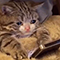 https://forumstatic.ru/files/001c/64/1a/39182.png