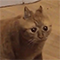 https://forumstatic.ru/files/001c/6a/3a/43331.png
