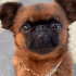 https://forumstatic.ru/files/001c/84/ea/59543.gif
