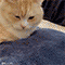 https://forumstatic.ru/files/001c/88/d4/59271.gif