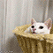 https://forumstatic.ru/files/001c/88/d4/66297.gif