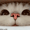 https://forumstatic.ru/files/001c/88/d4/68606.gif