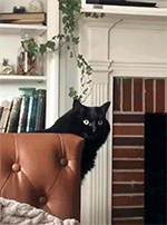 https://forumstatic.ru/files/001c/88/d4/83082.gif