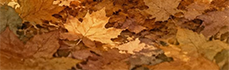 https://forumstatic.ru/files/001c/b3/e9/11558.png