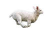 ����