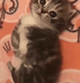 https://forumstatic.ru/uploads/001c/55/b9/2/66351.gif